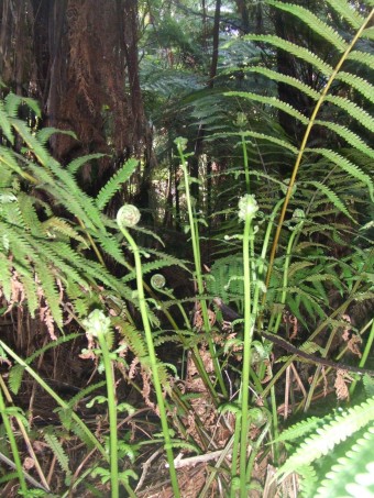 Redwood Forest11