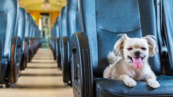 Portrait Of Dog Sticking Out Tongue In Train